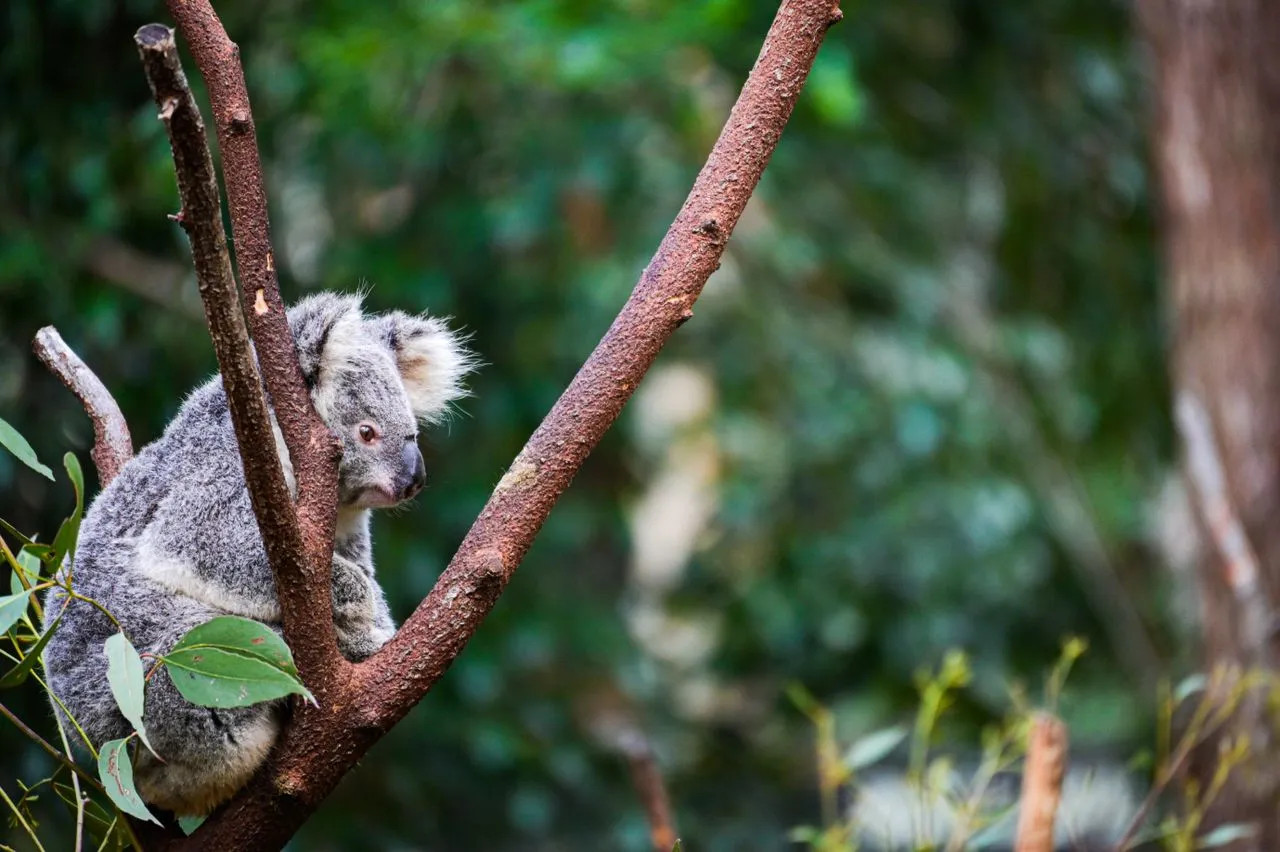 Currumbin Wildlife Sanctuary & Sea World - Image 1