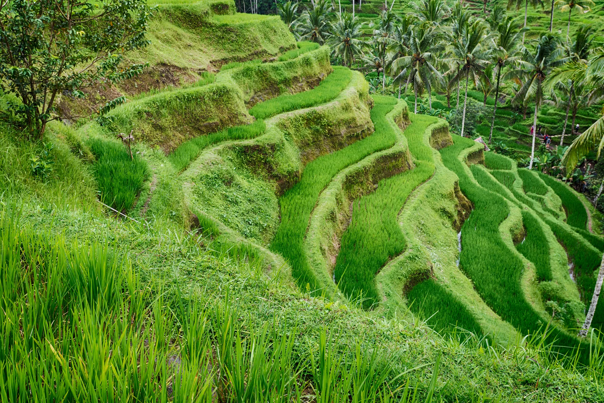 Active view 2