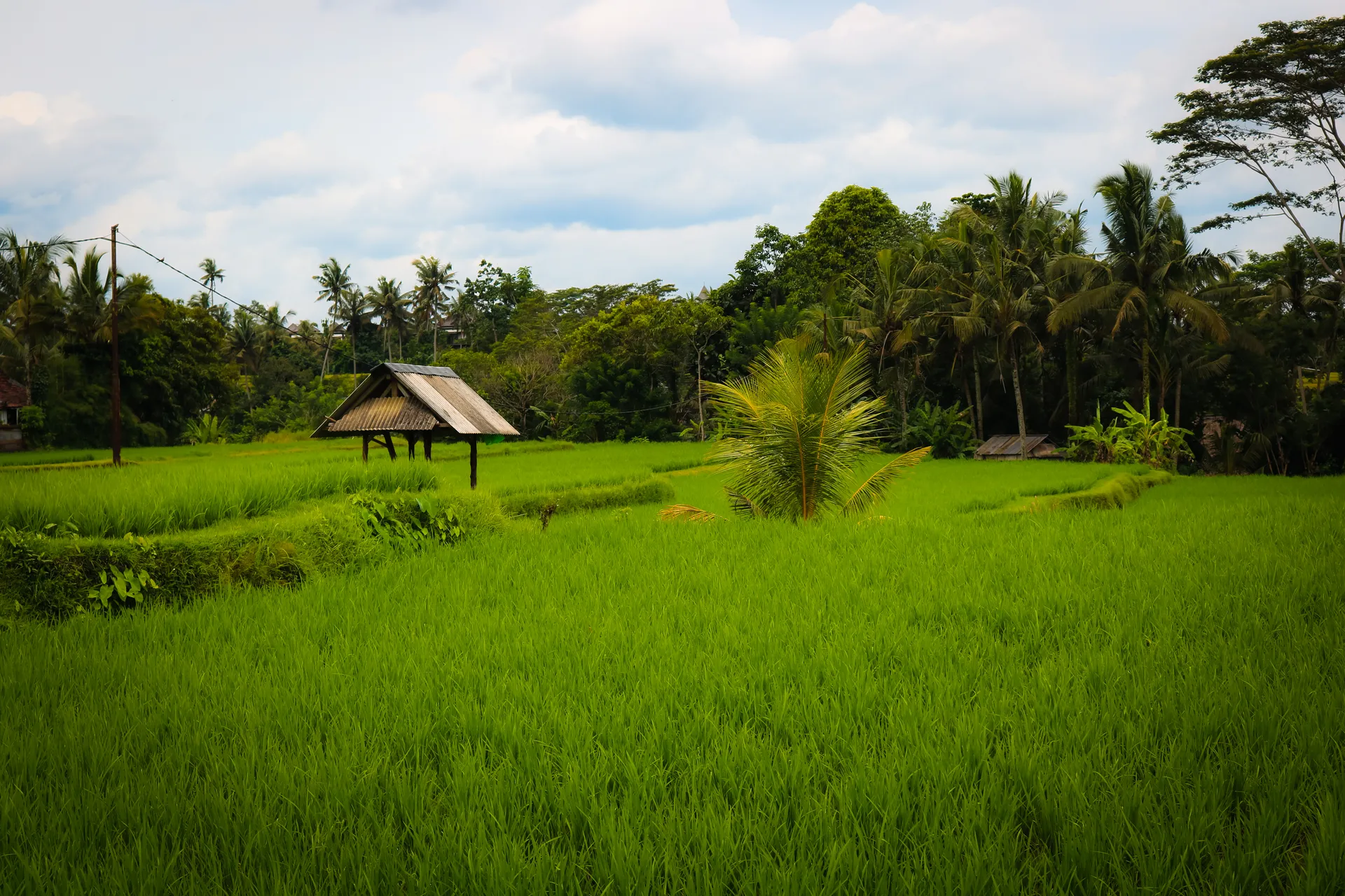 Active view 1