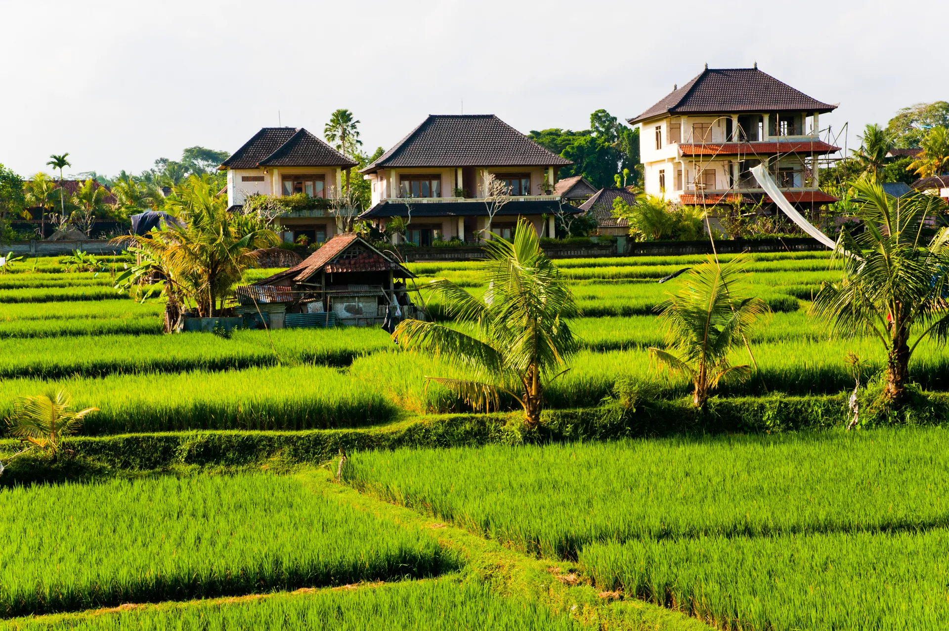 Active view 3