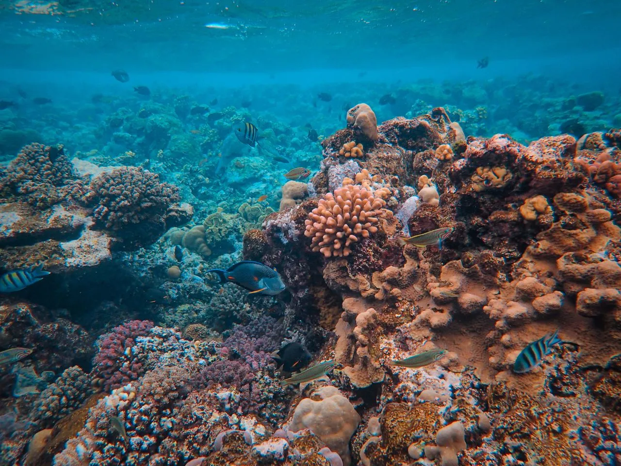 Great Barrier Reef Cruise - Image 1