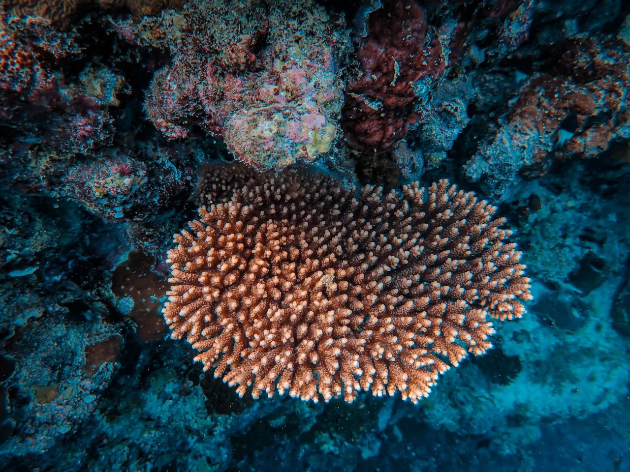 Reefworld Experience - Image 1