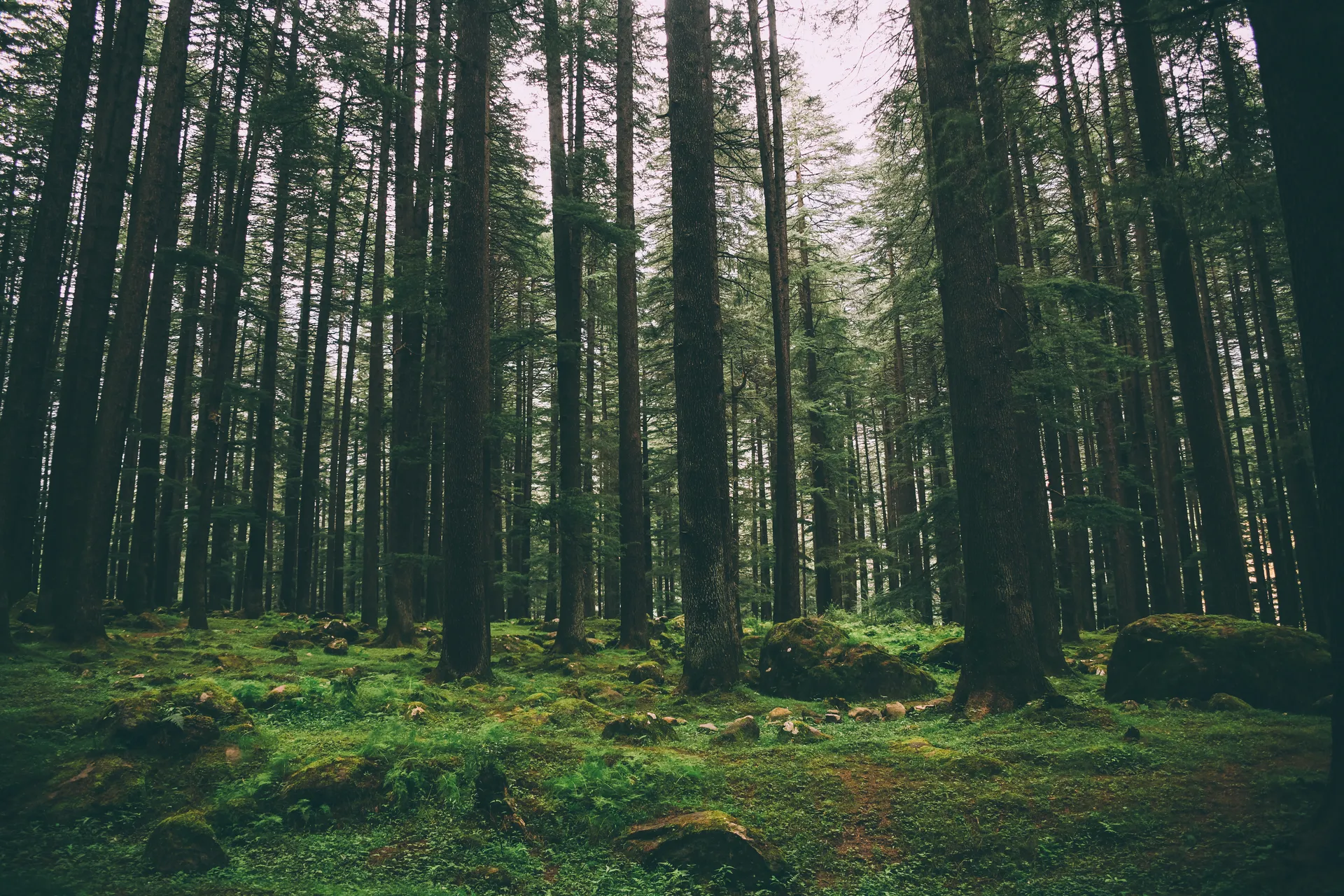 Manali
