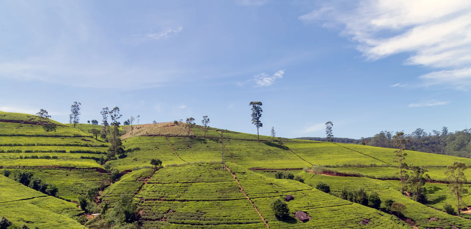 Nuwara Eliya